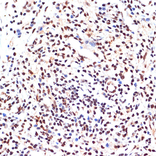 PAX9 Antibody in Immunohistochemistry (Paraffin) (IHC (P))