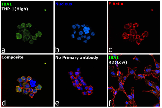 IBA1 Antibody in Immunocytochemistry (ICC/IF)
