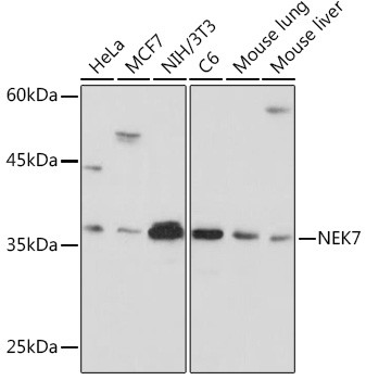 NEK7 Antibody in Western Blot (WB)