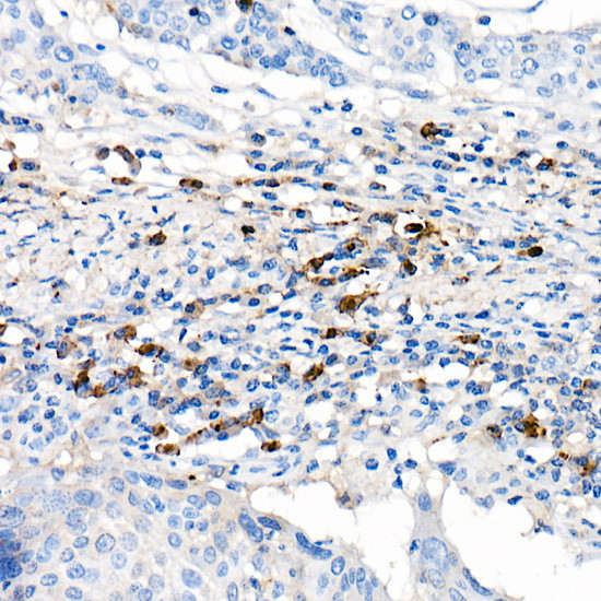 Lambda Light Chain Antibody in Immunohistochemistry (Paraffin) (IHC (P))