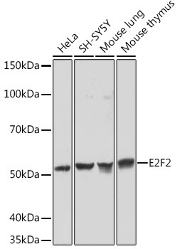 E2F2 Antibody in Western Blot (WB)