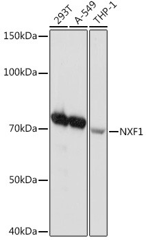TAP Antibody in Western Blot (WB)