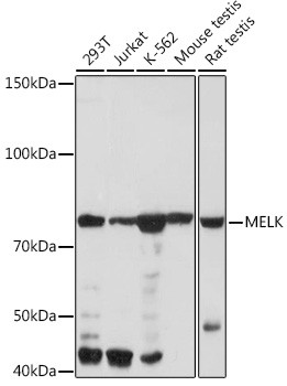 MELK Antibody in Western Blot (WB)