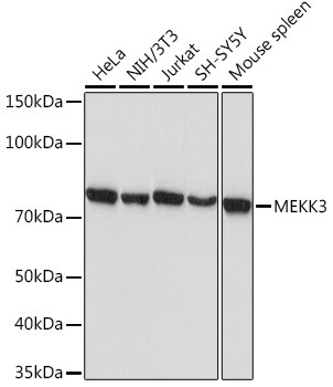 MEKK3 Antibody in Western Blot (WB)