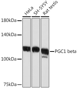 PPARGC1B Antibody in Western Blot (WB)