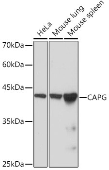 CAPG Antibody in Western Blot (WB)