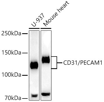 CD31 (PECAM-1) Antibody in Western Blot (WB)