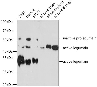 LGMN Antibody in Western Blot (WB)