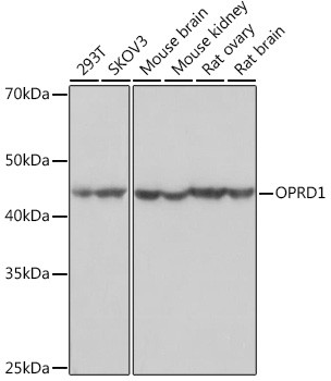 OPRD1 Antibody in Western Blot (WB)
