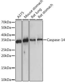Caspase 14 Antibody in Western Blot (WB)