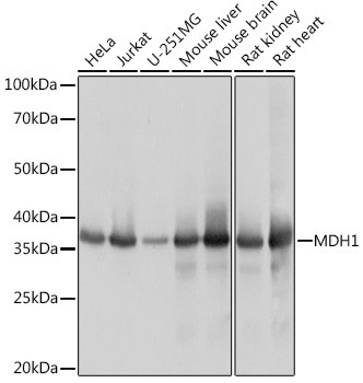 MDH1 Antibody in Western Blot (WB)