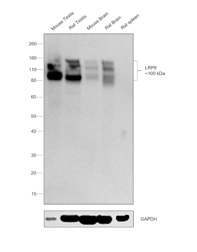 LRP8 Antibody in Western Blot (WB)