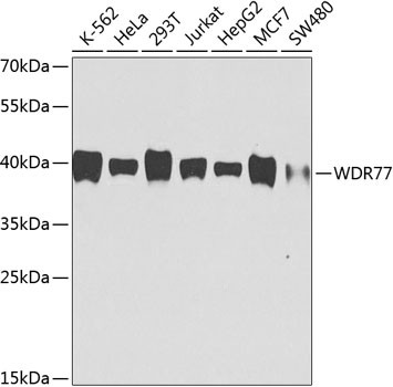 WDR77 Antibody in Western Blot (WB)