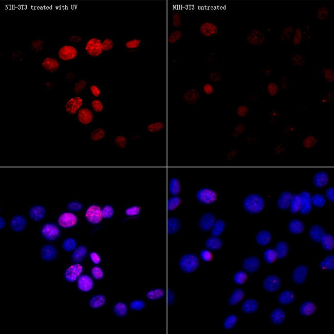 Phospho-Histone H2A.X (Ser139) Antibody in Immunocytochemistry (ICC/IF)