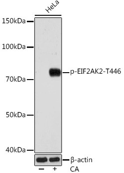 Phospho-PKR (Thr446) Antibody in Western Blot (WB)