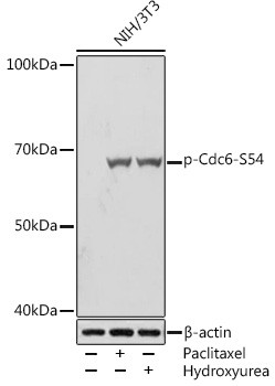 Phospho-Cdc6 (Ser54) Antibody in Western Blot (WB)