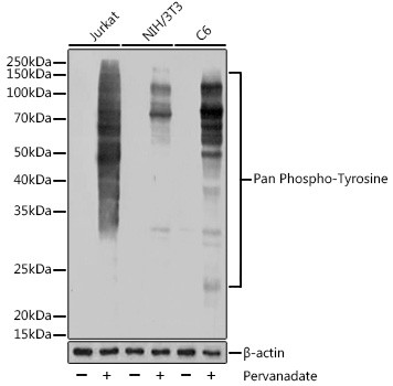 Phosphotyrosine Antibody in Western Blot (WB)