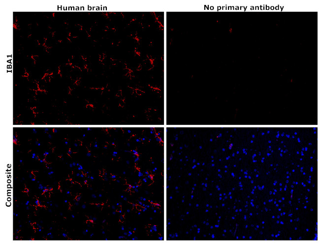 IBA1 Antibody in Immunohistochemistry (Paraffin) (IHC (P))