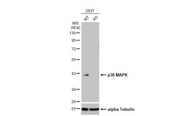 p38 MAPK Antibody in Western Blot (WB)