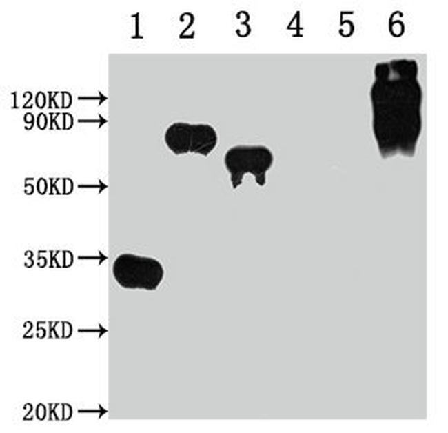 E Tag Antibody in Western Blot (WB)