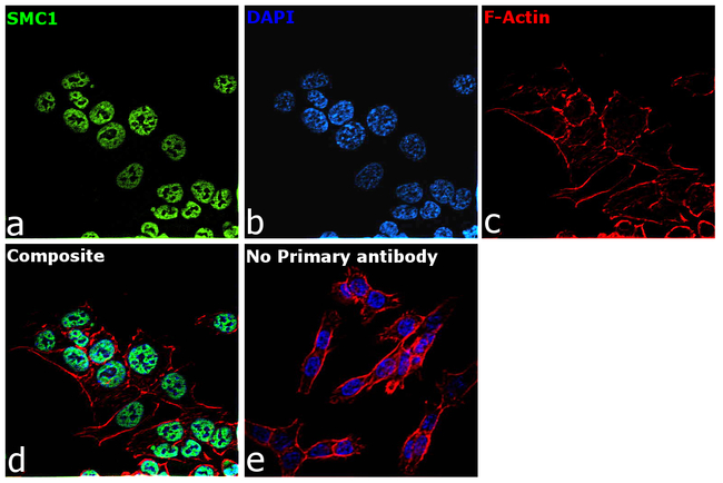 SMC1 Antibody in Immunocytochemistry (ICC/IF)