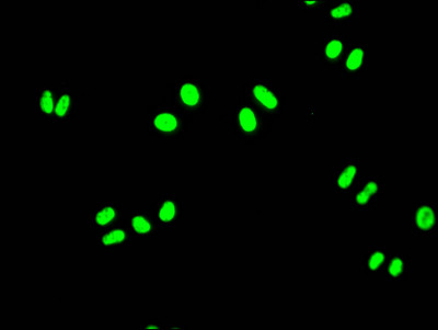 FUBP1 Antibody in Immunocytochemistry (ICC/IF)