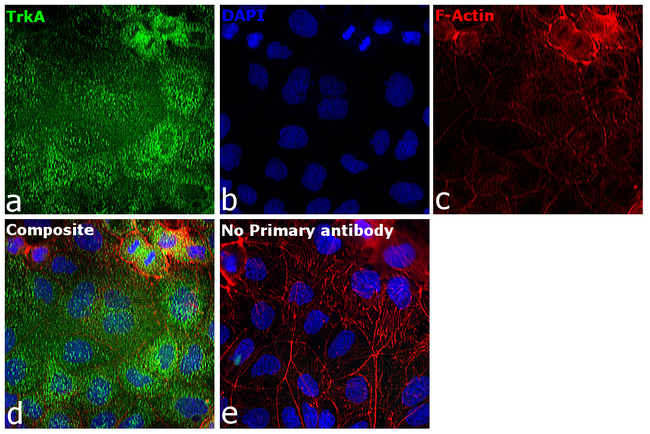 TrkA Antibody in Immunocytochemistry (ICC/IF)