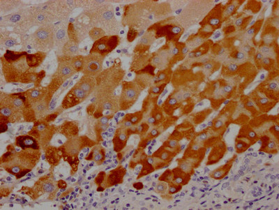 LRG1 Antibody in Immunohistochemistry (Paraffin) (IHC (P))
