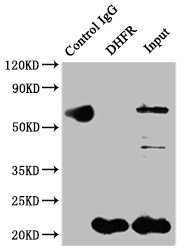 DHFR Antibody in Immunoprecipitation (IP)