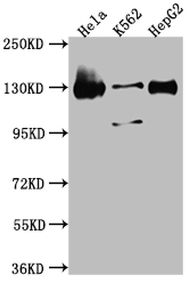 Bub1 Antibody in Western Blot (WB)
