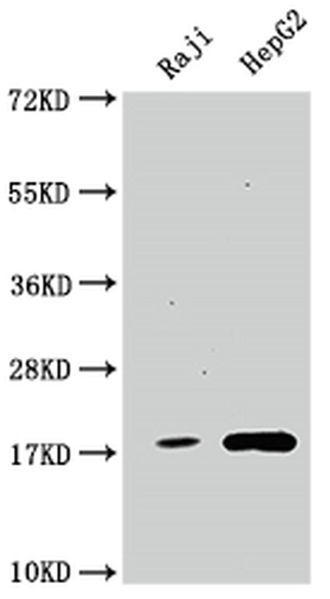Cyclophilin A Antibody in Western Blot (WB)