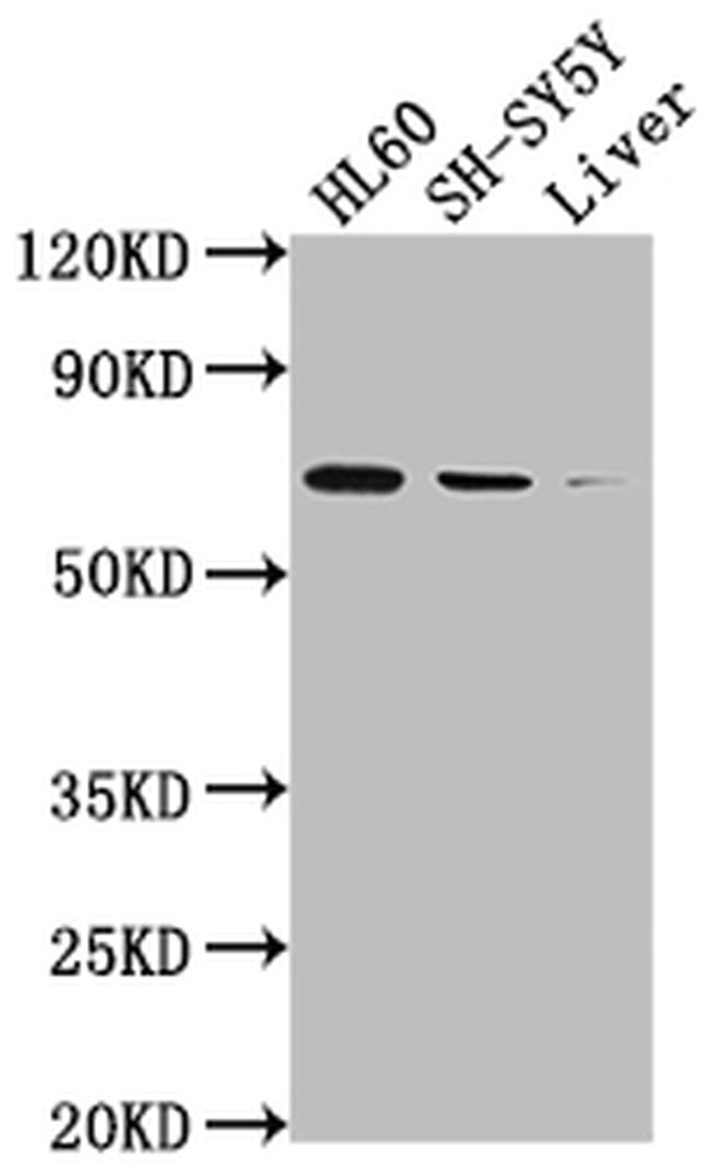 COX1 Antibody in Western Blot (WB)
