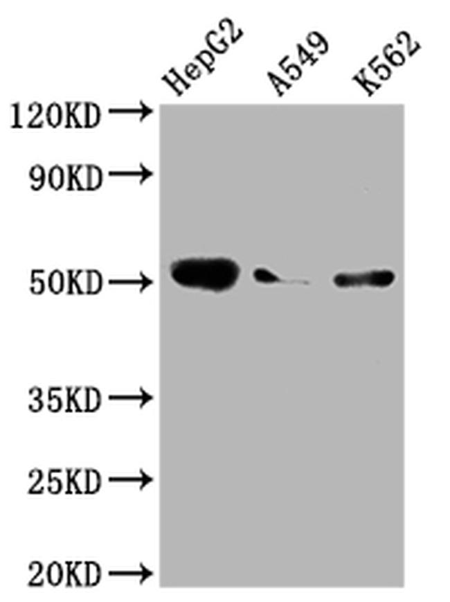 Factor IX Antibody in Western Blot (WB)