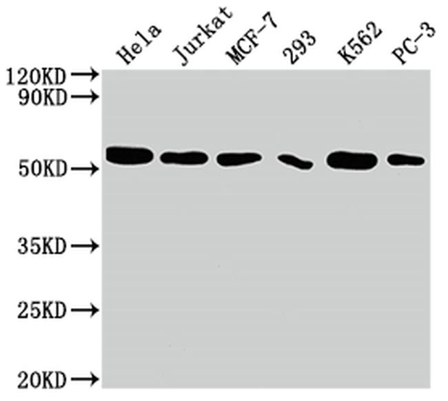 Cdc37 Antibody in Western Blot (WB)