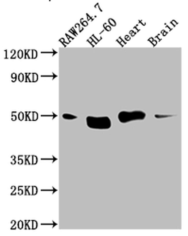 TIN2 Antibody in Western Blot (WB)
