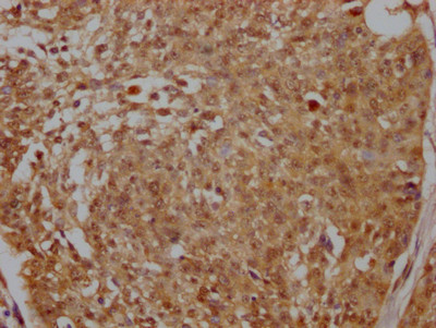 MNAR Antibody in Immunohistochemistry (Paraffin) (IHC (P))