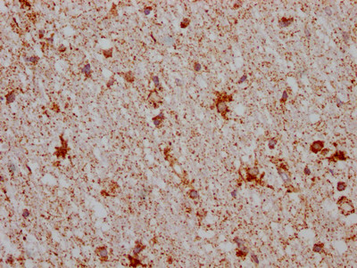 MAOB Antibody in Immunohistochemistry (Paraffin) (IHC (P))