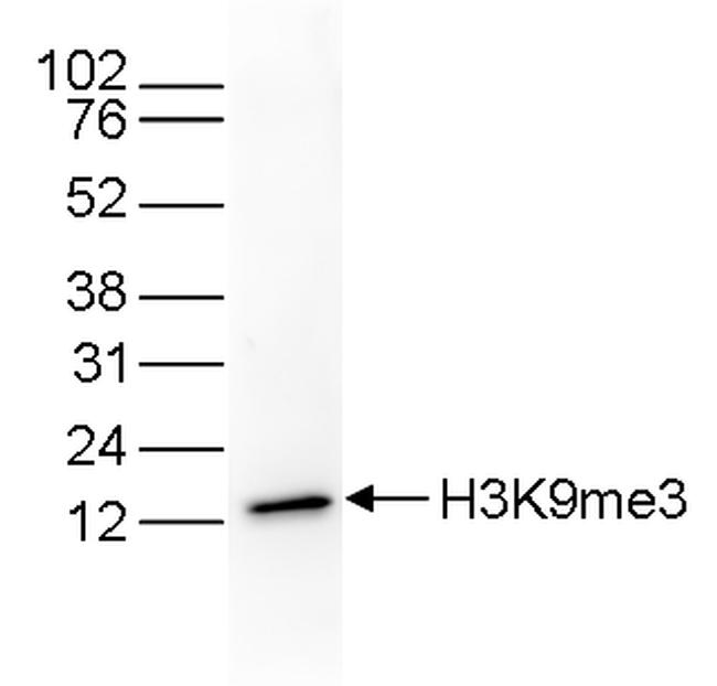 H3K9me3 Antibody in Western Blot (WB)