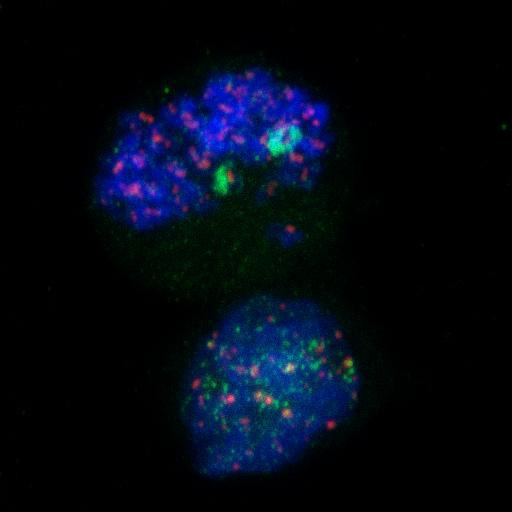 H4K20me3 Antibody in Immunocytochemistry (ICC/IF)