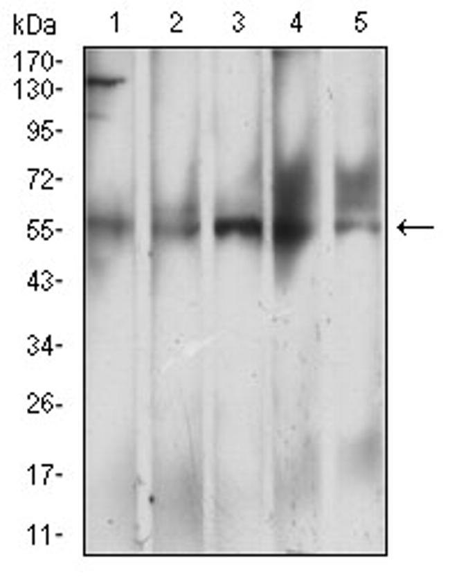 CD299 (DC-SIGN/L) Antibody in Western Blot (WB)