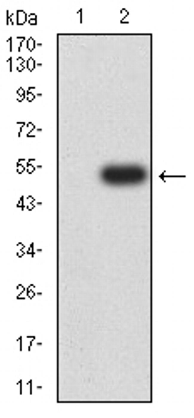 FCRL1 Antibody in Western Blot (WB)