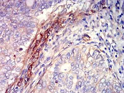 S1P1 Antibody in Immunohistochemistry (Paraffin) (IHC (P))