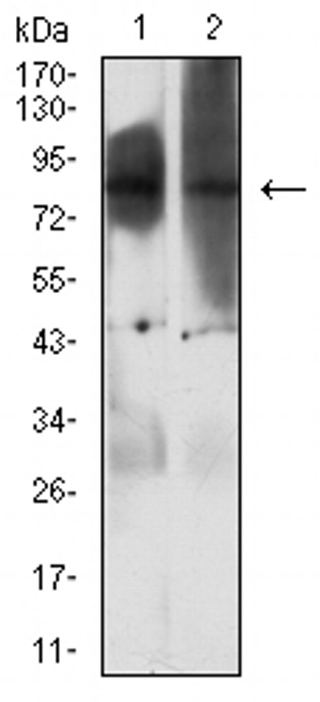 EZH1 Antibody in Western Blot (WB)