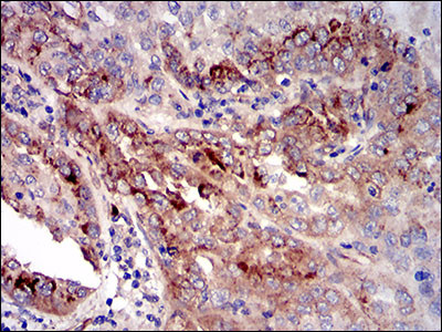 IGFBP7 Antibody in Immunohistochemistry (Paraffin) (IHC (P))
