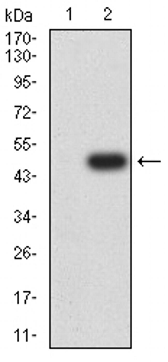 LRP1B Antibody in Western Blot (WB)