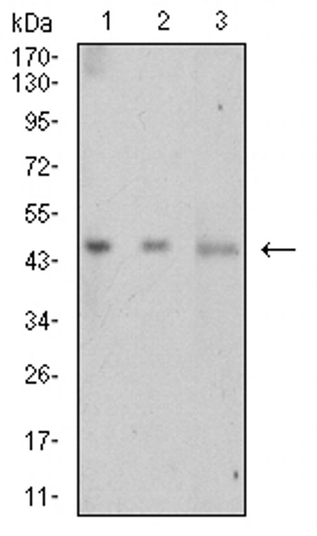 LTBR Antibody in Western Blot (WB)