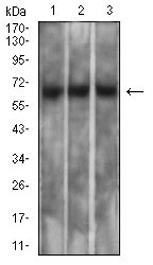 Mesothelin Antibody in Western Blot (WB)