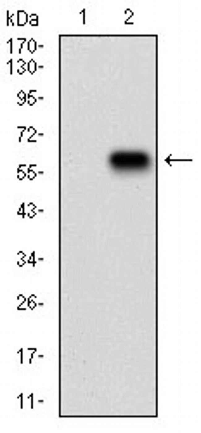 RAP1GAP Antibody in Western Blot (WB)