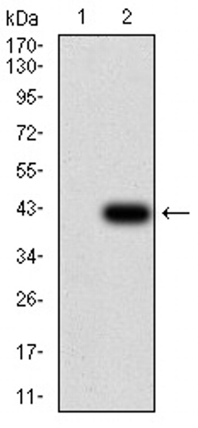 SH3GL1 Antibody in Western Blot (WB)
