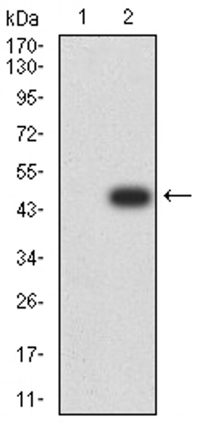 TLR9 Antibody in Western Blot (WB)